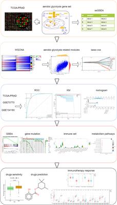 Comprehensive analysis of aerobic glycolysis-related genes for prognosis, immune features and drug treatment strategy in prostate cancer